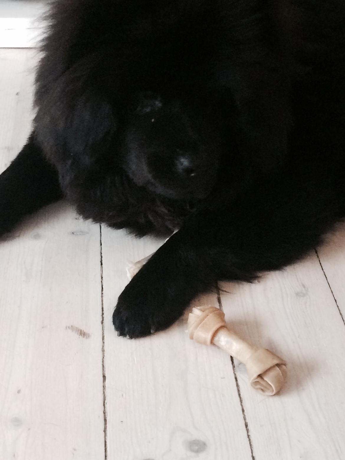 Chow chow Carla billede 4