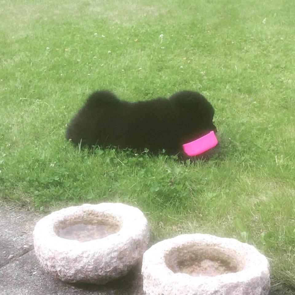 Chow chow Carla billede 10