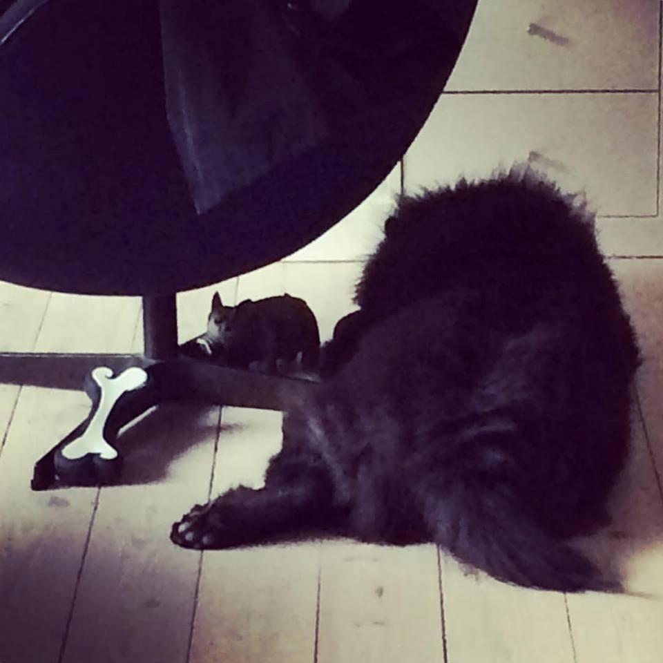 Chow chow Carla billede 8