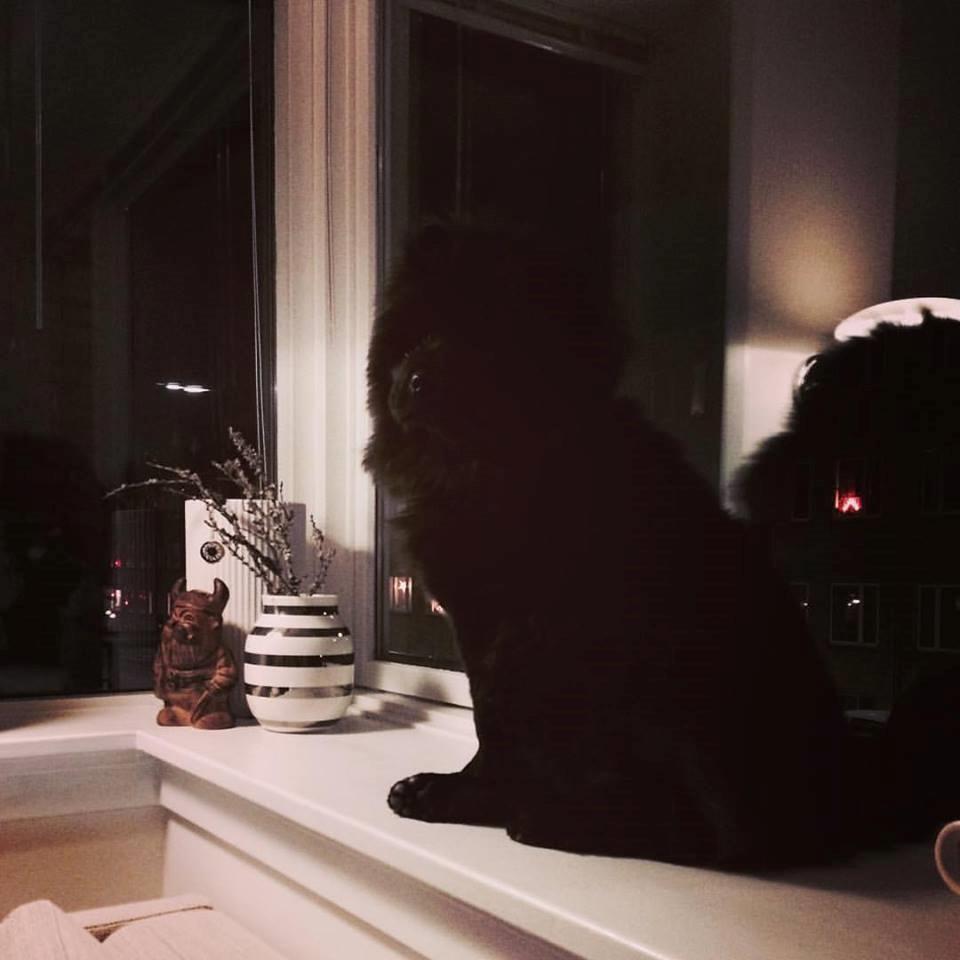 Chow chow Carla billede 7