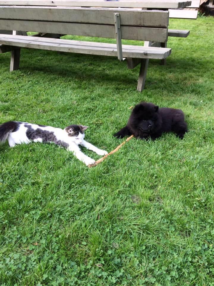 Chow chow Carla billede 9