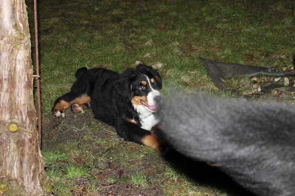 Berner sennenhund Mini billede 16