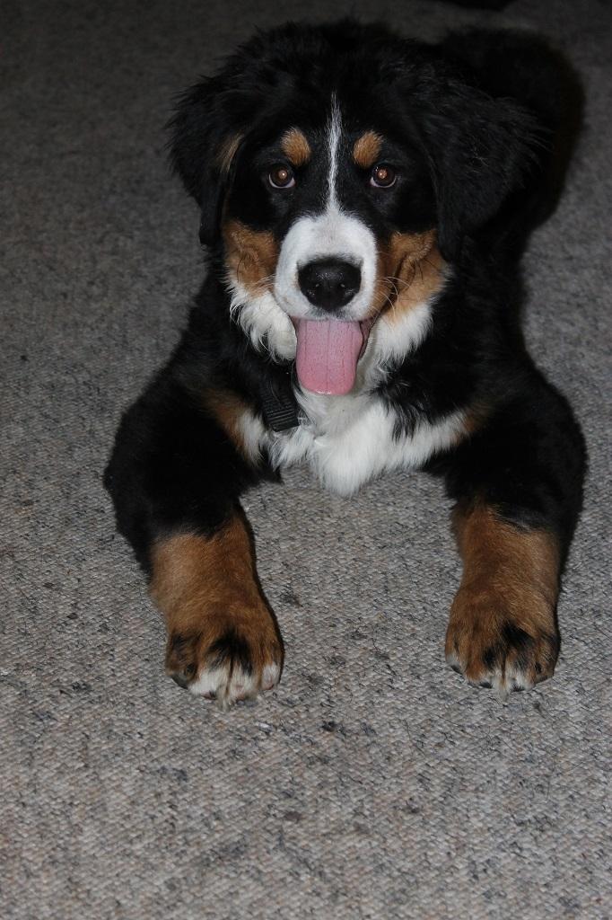 Berner sennenhund Mini billede 19