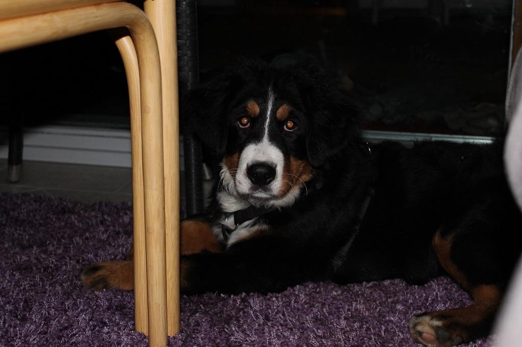 Berner sennenhund Mini billede 17