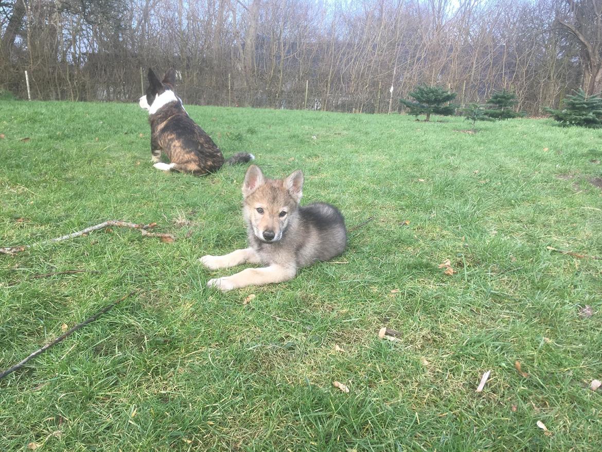 Tjekkoslovakisk ulvehund Bertrand's Gandalf billede 9