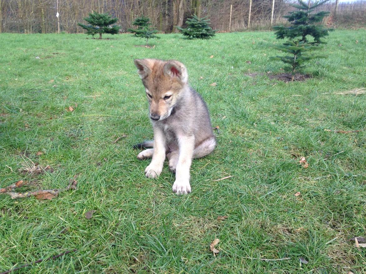 Tjekkoslovakisk ulvehund Bertrand's Gandalf billede 10