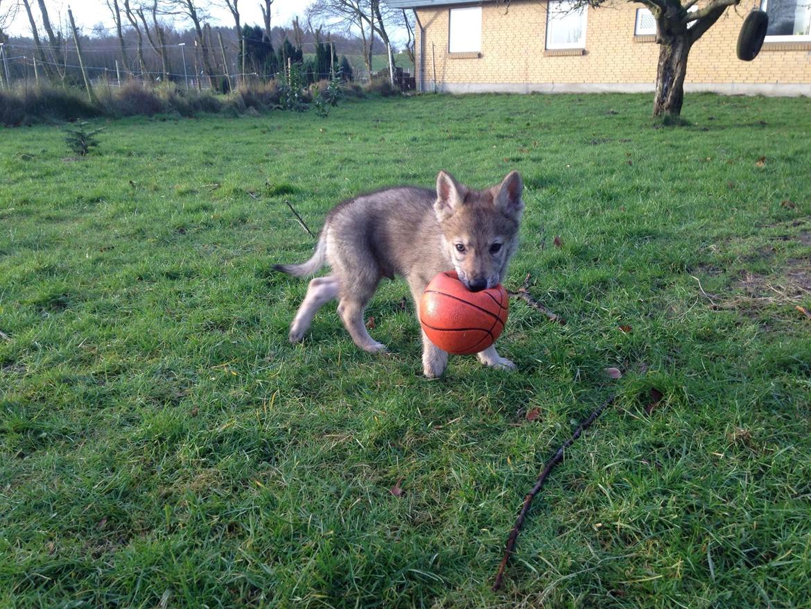 Tjekkoslovakisk ulvehund Bertrand's Gandalf billede 3