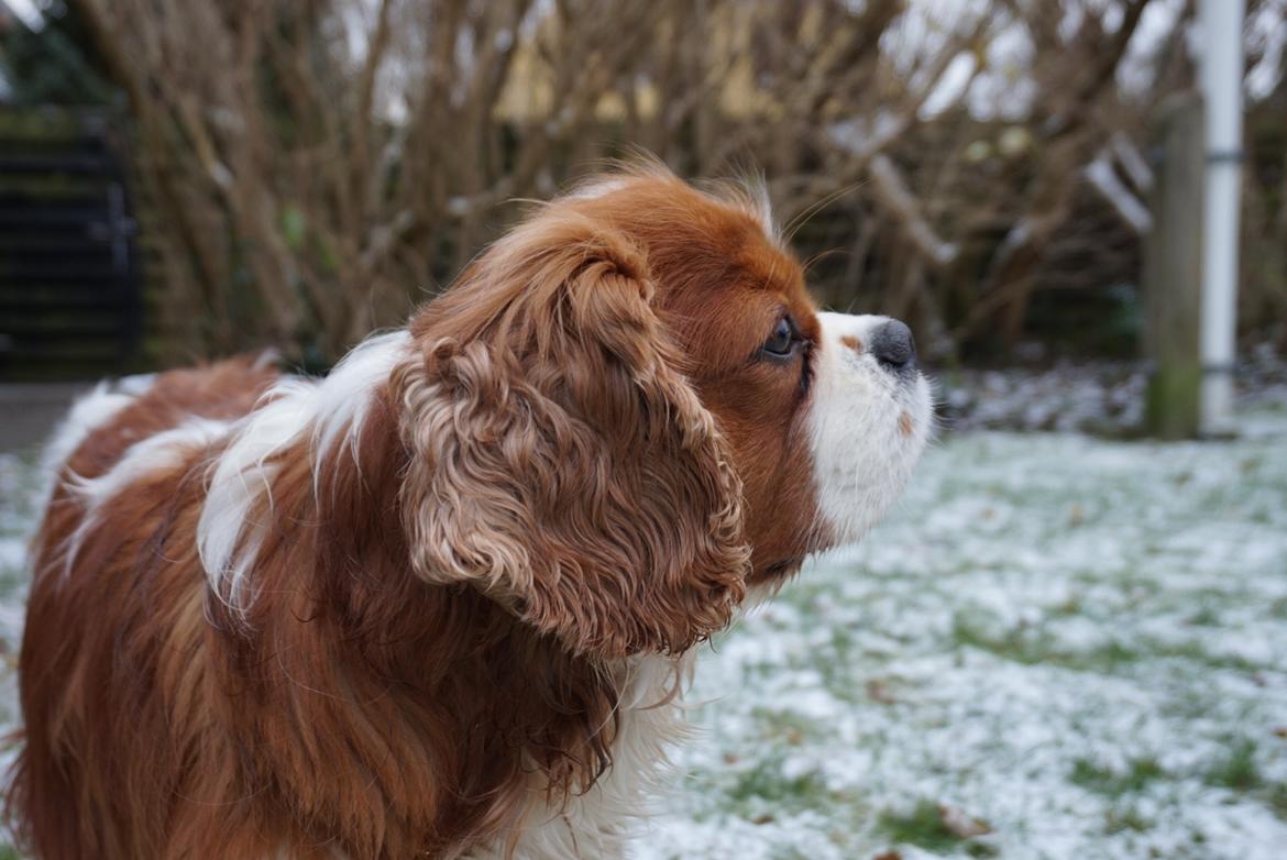 Cavalier king charles spaniel Bobby billede 2