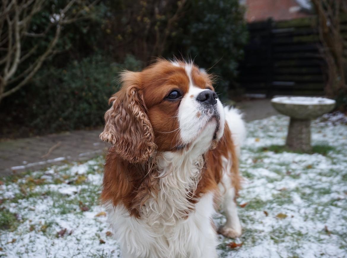Cavalier king charles spaniel Bobby billede 1