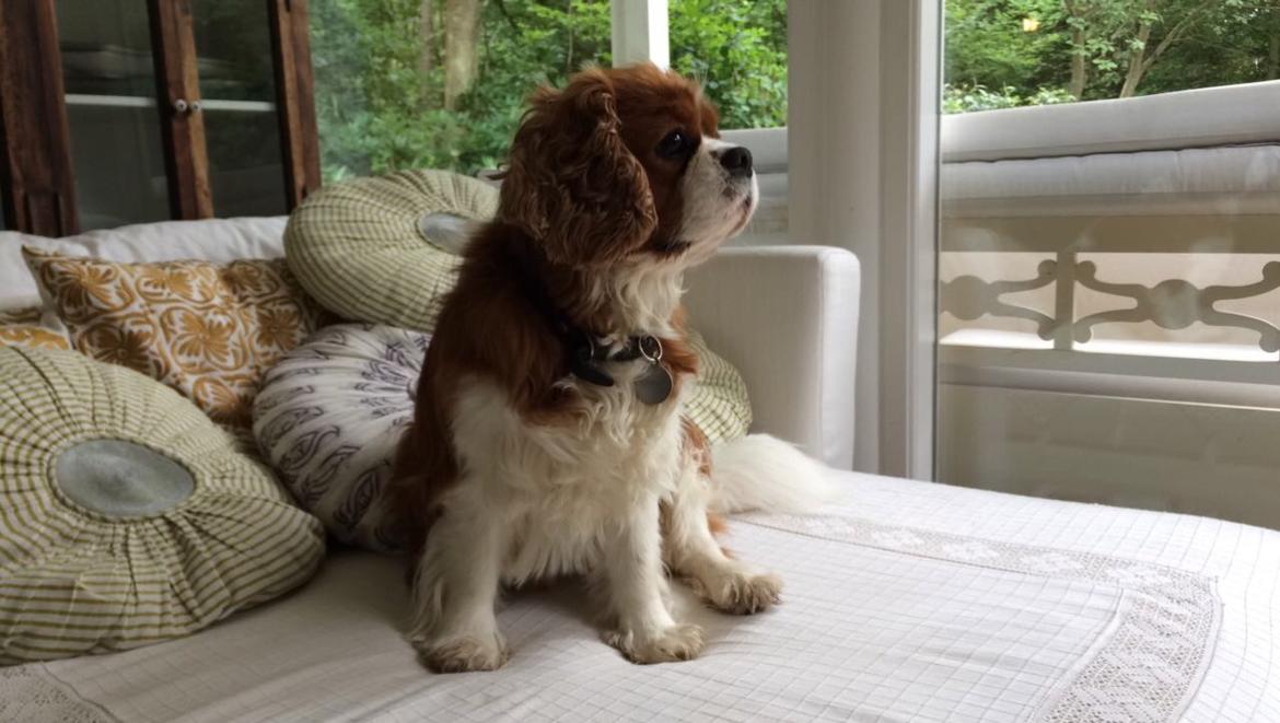 Cavalier king charles spaniel Bobby billede 4