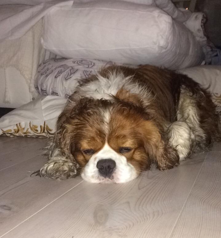 Cavalier king charles spaniel Bobby billede 3