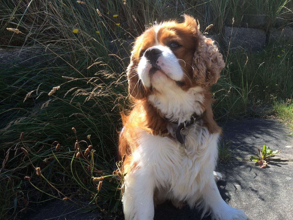 Cavalier king charles spaniel Bobby billede 5