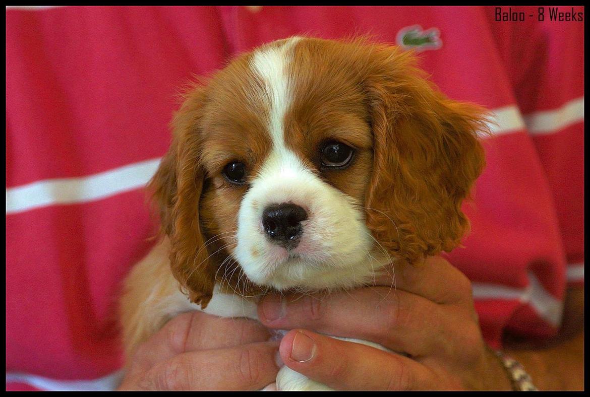 Cavalier king charles spaniel Bobby billede 7