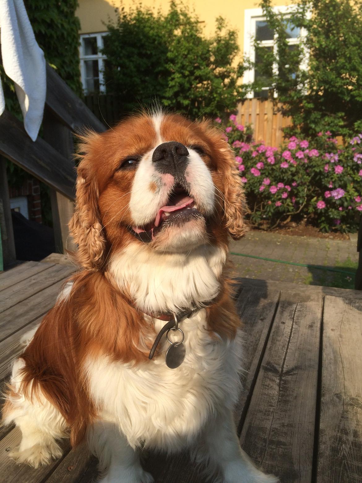 Cavalier king charles spaniel Bobby billede 6