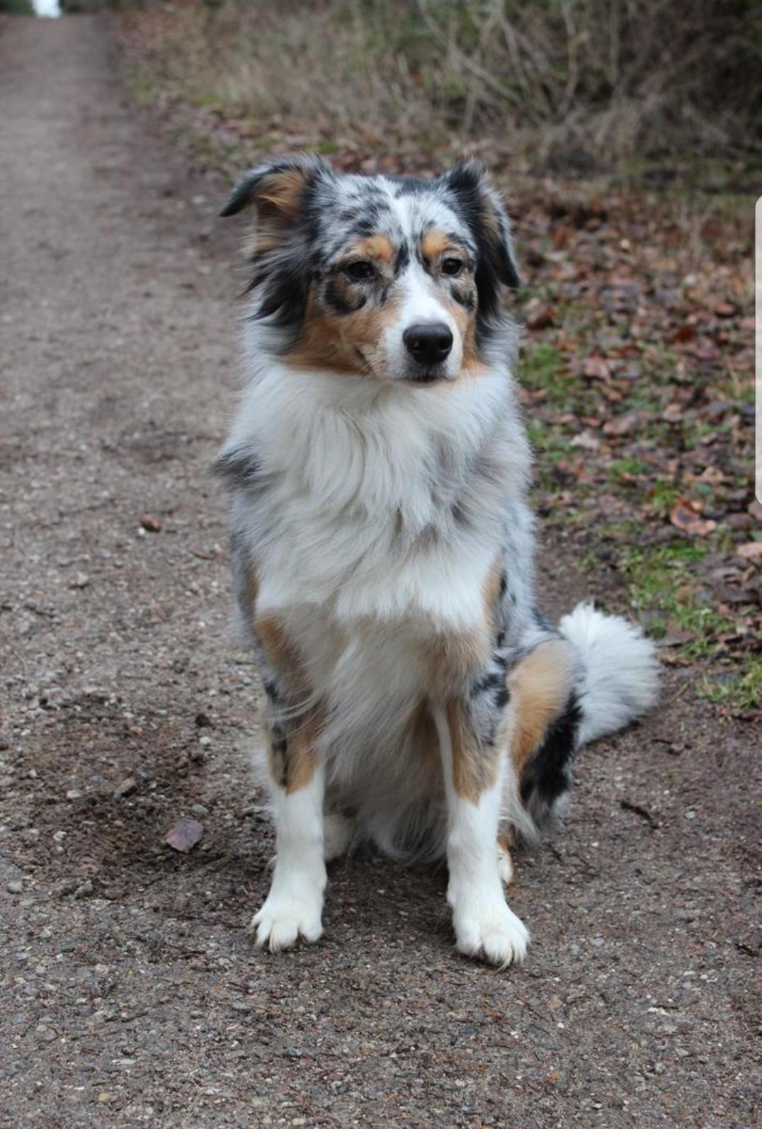 Australian shepherd Nougat billede 7