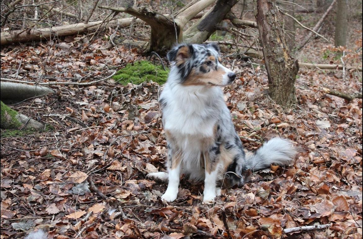 Australian shepherd Nougat billede 9