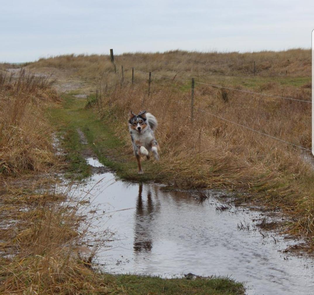 Australian shepherd Nougat billede 8