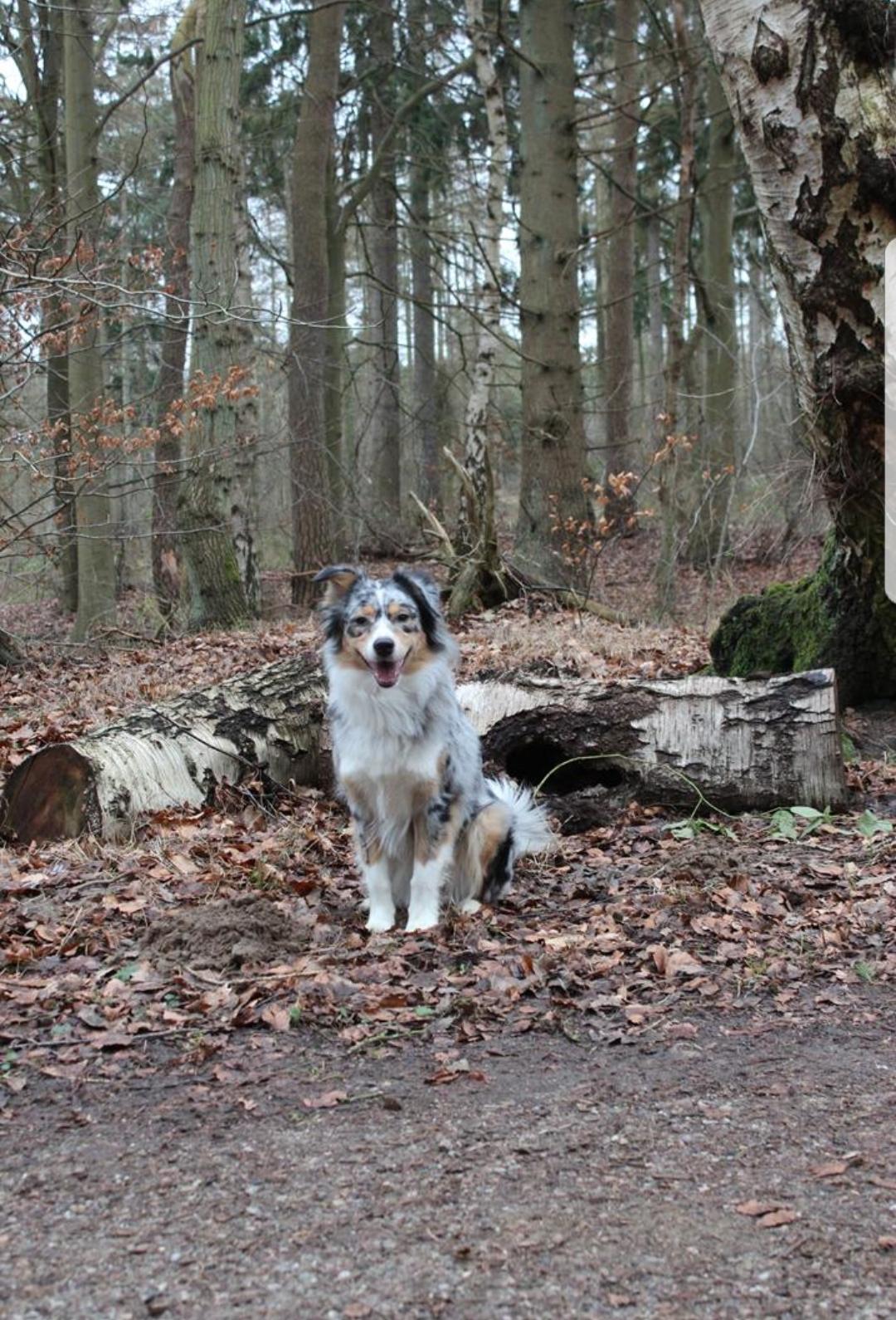 Australian shepherd Nougat billede 11