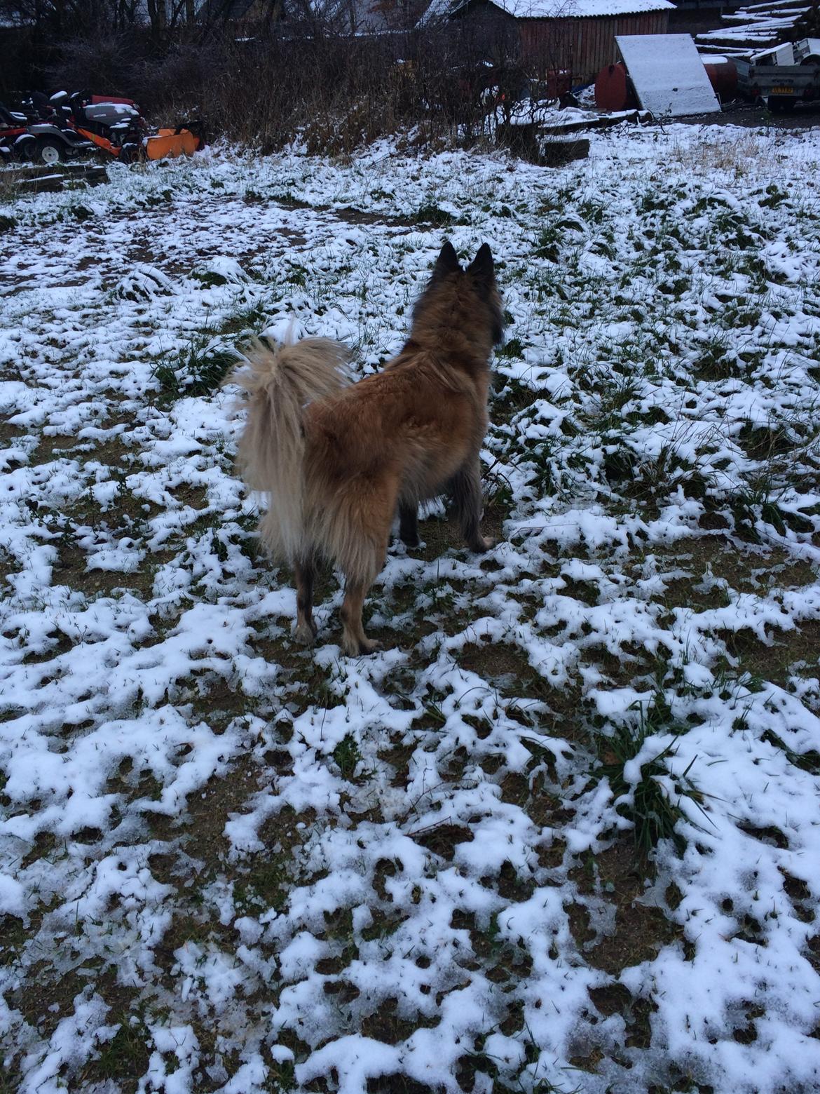 Tervueren Messi (Basse) billede 2