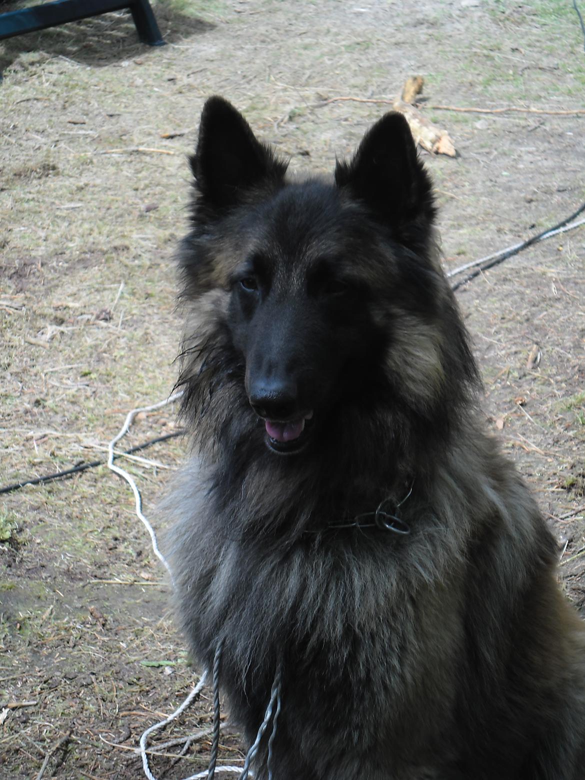 Tervueren Messi (Basse) billede 3