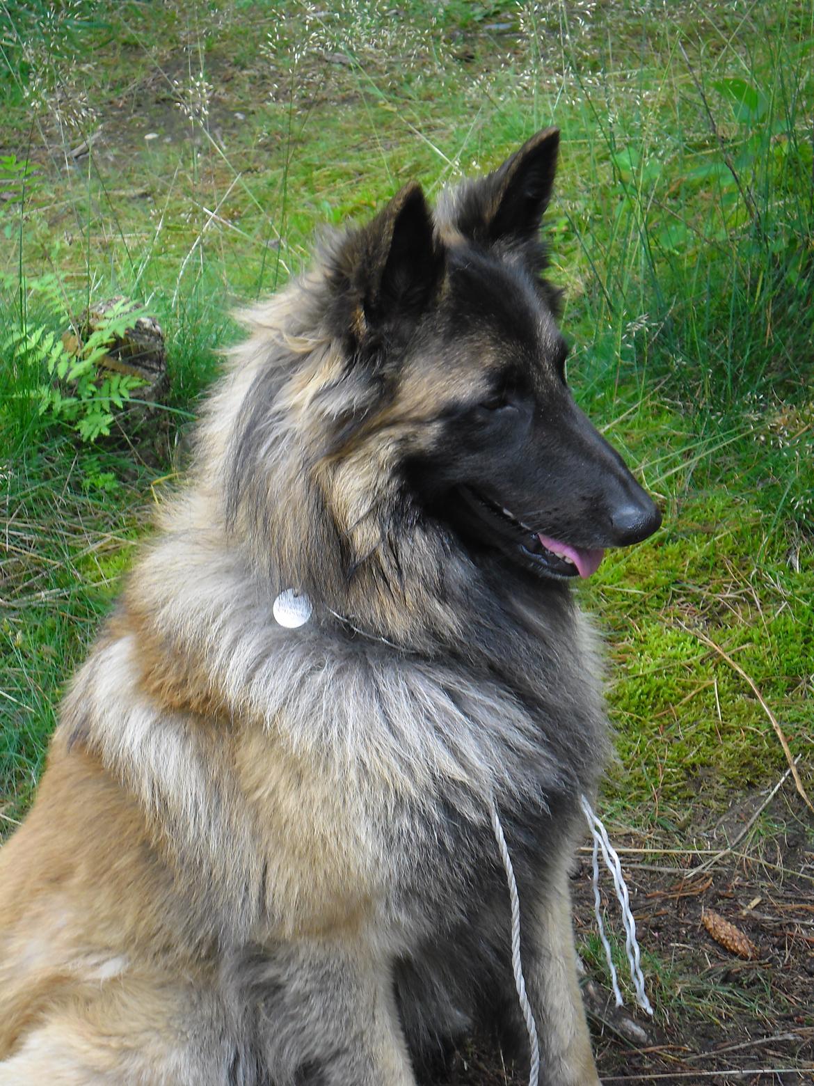 Tervueren Messi (Basse) billede 4