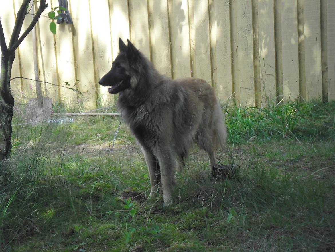 Tervueren Messi (Basse) billede 1