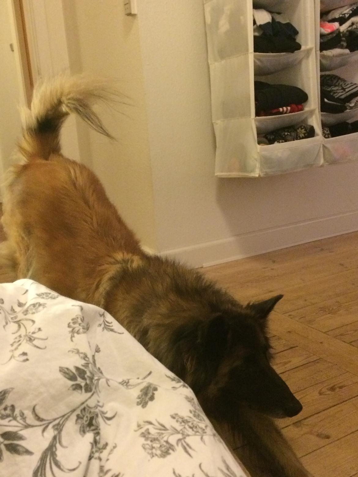 Tervueren Messi (Basse) billede 5