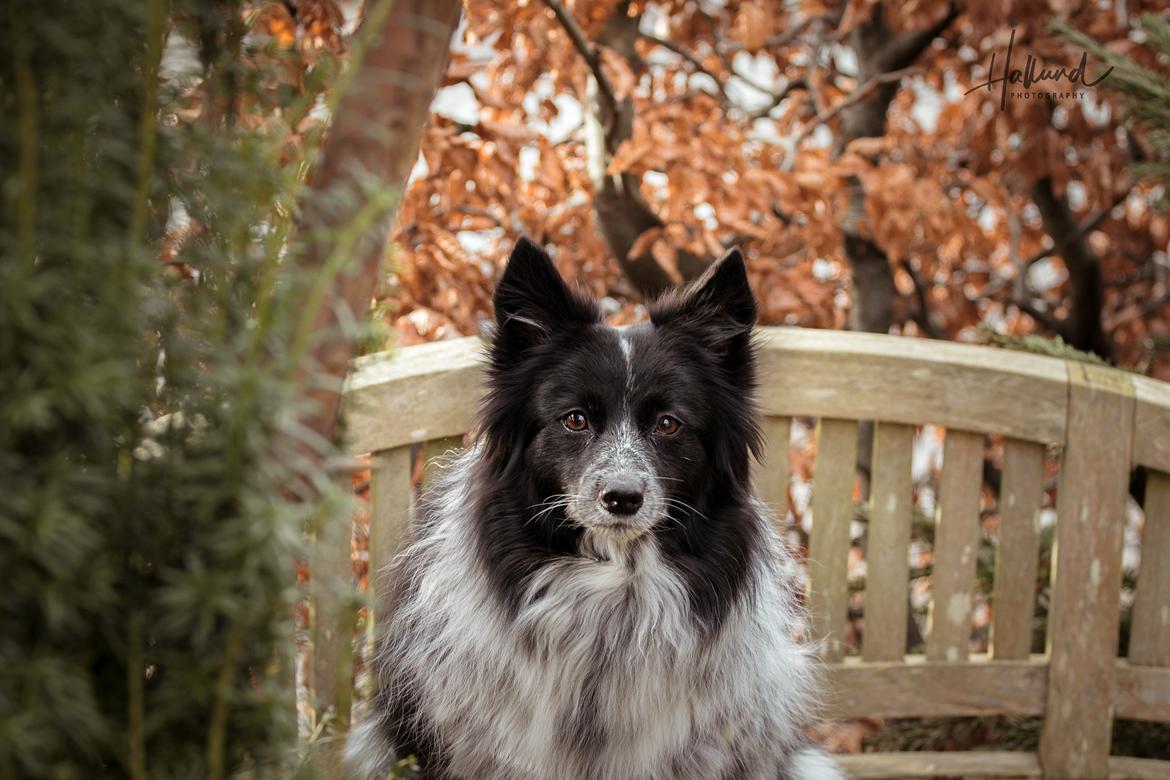 Blanding af racer Chili billede 23