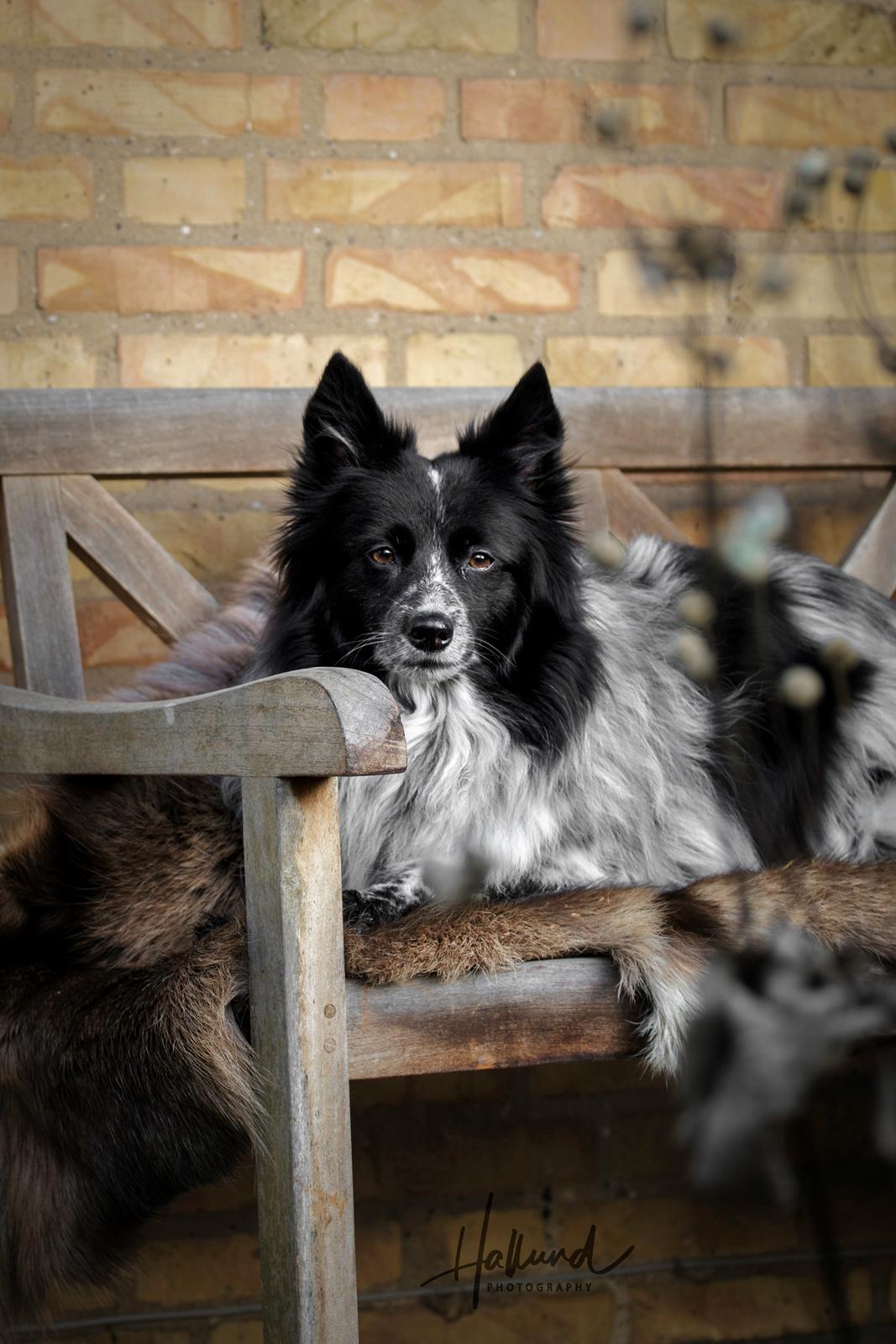 Blanding af racer Chili billede 5