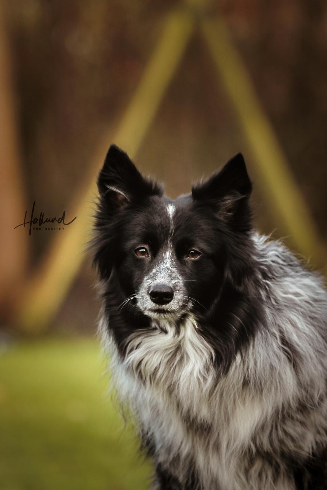 Blanding af racer Chili billede 19