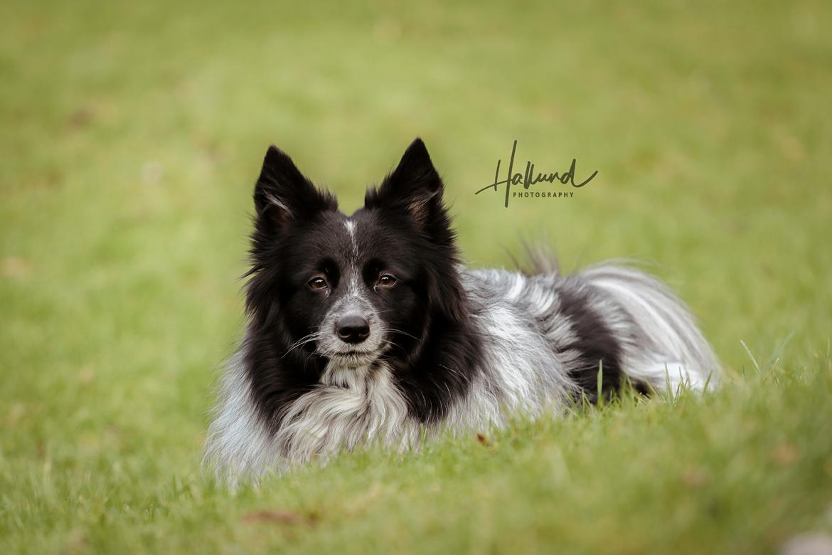 Blanding af racer Chili billede 21