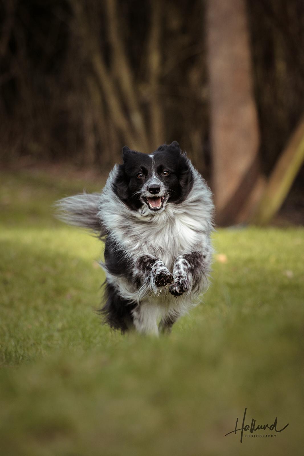 Blanding af racer Chili billede 9