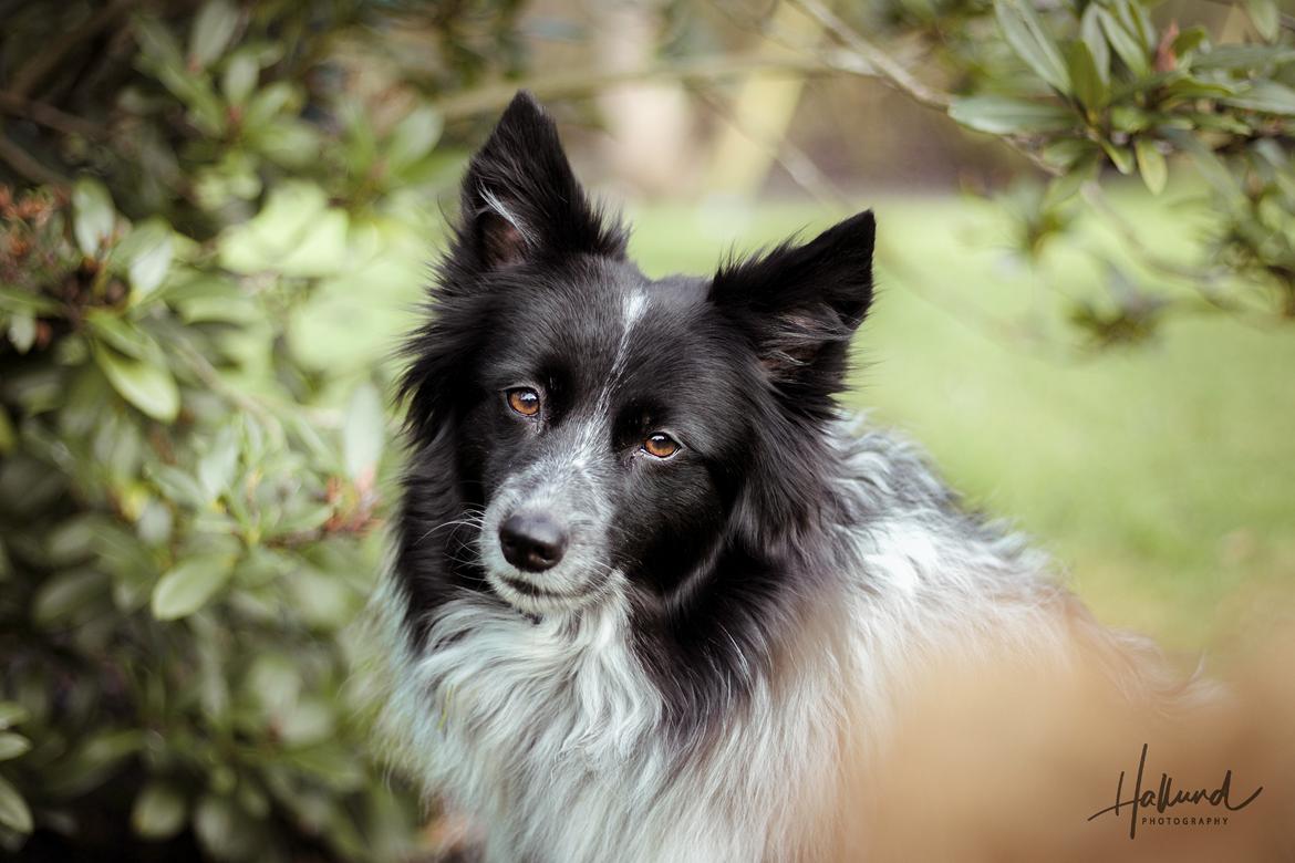 Blanding af racer Chili billede 2