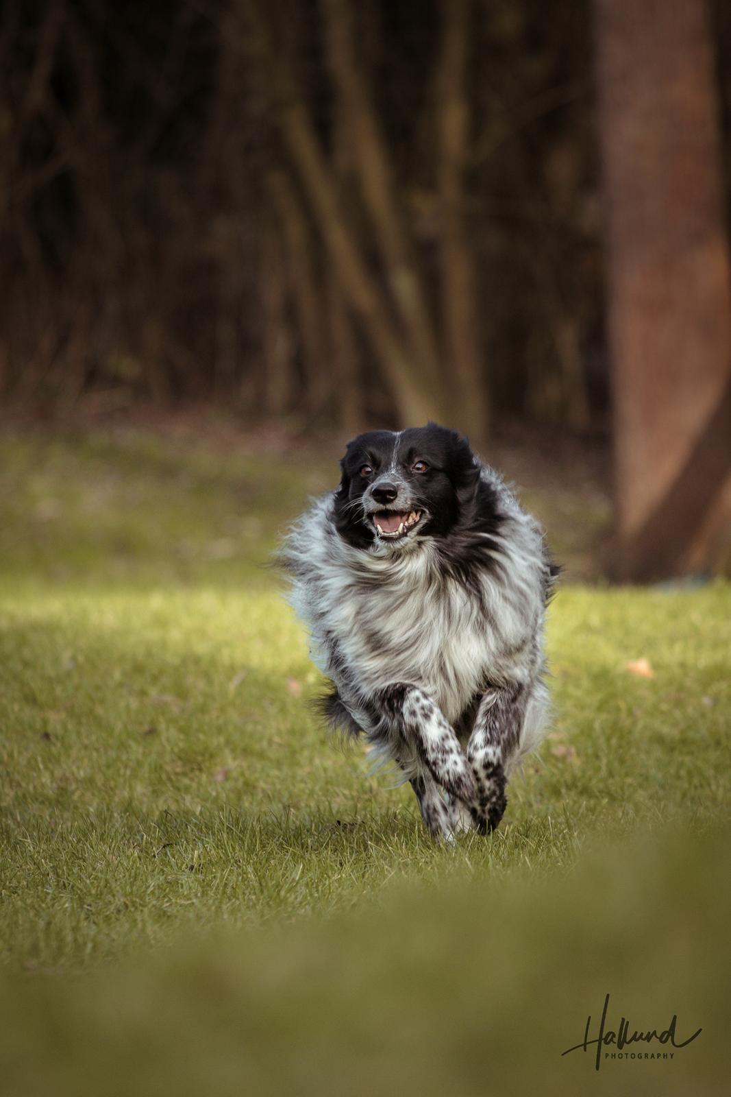 Blanding af racer Chili billede 11