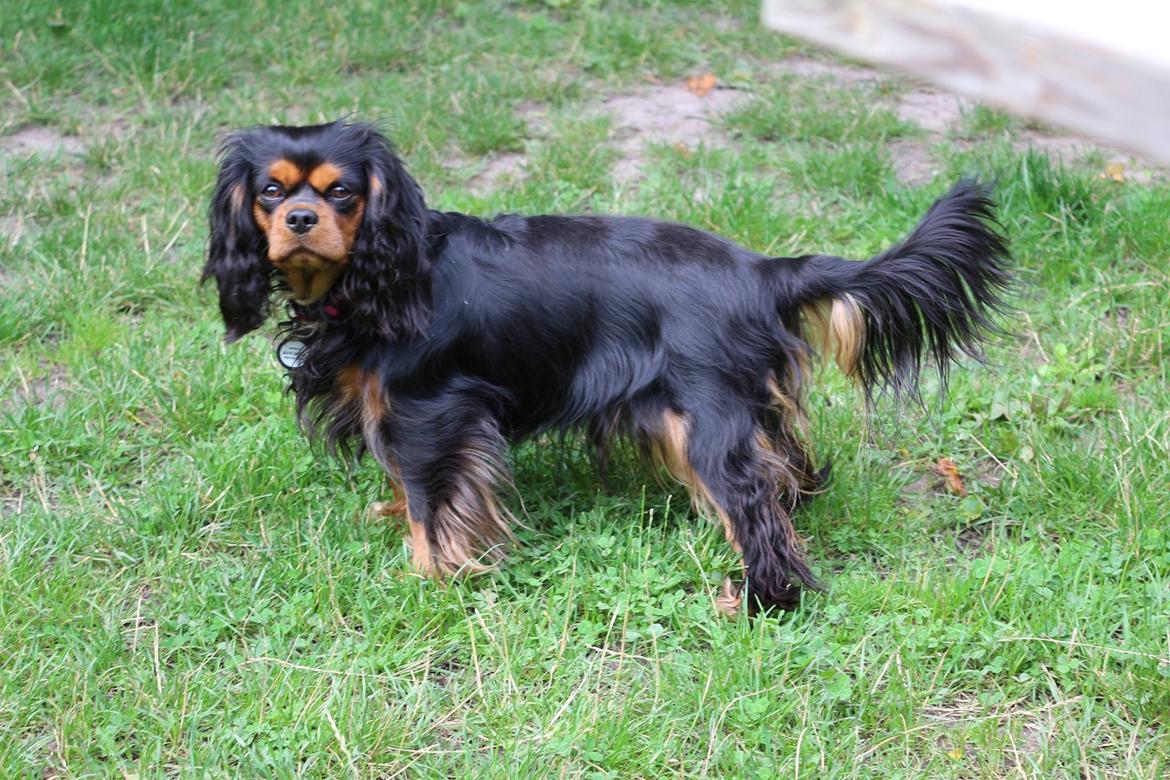 Cavalier king charles spaniel Choko billede 2