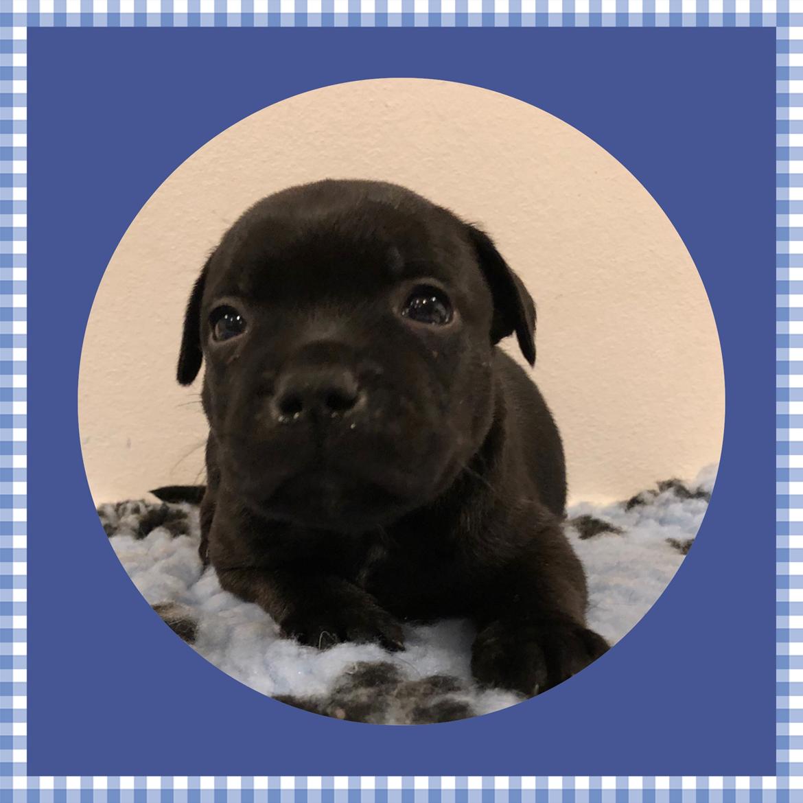 Staffordshire bull terrier Mason billede 1