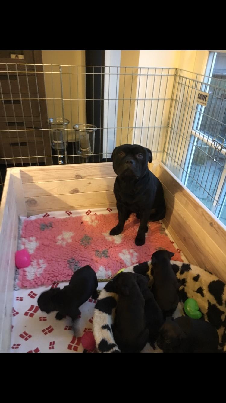 Staffordshire bull terrier Mason billede 3