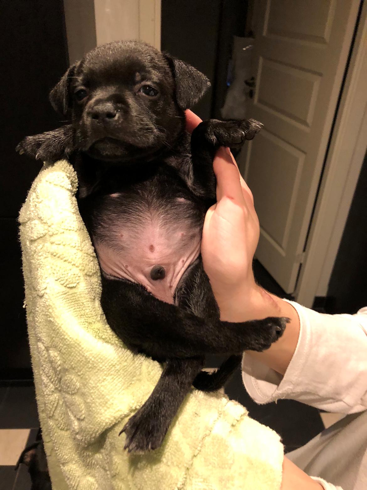 Staffordshire bull terrier Mason billede 2