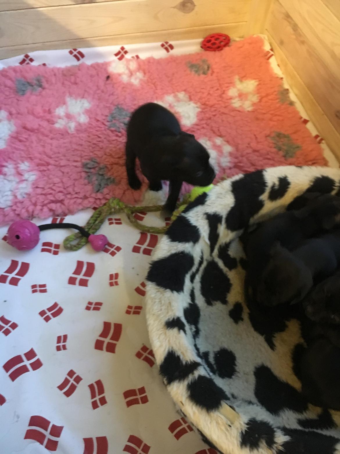 Staffordshire bull terrier Mason billede 4