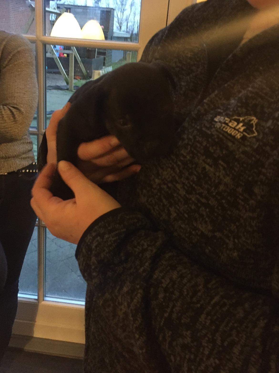 Staffordshire bull terrier Mason billede 5