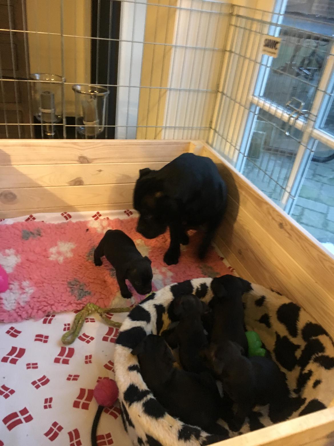 Staffordshire bull terrier Mason billede 6