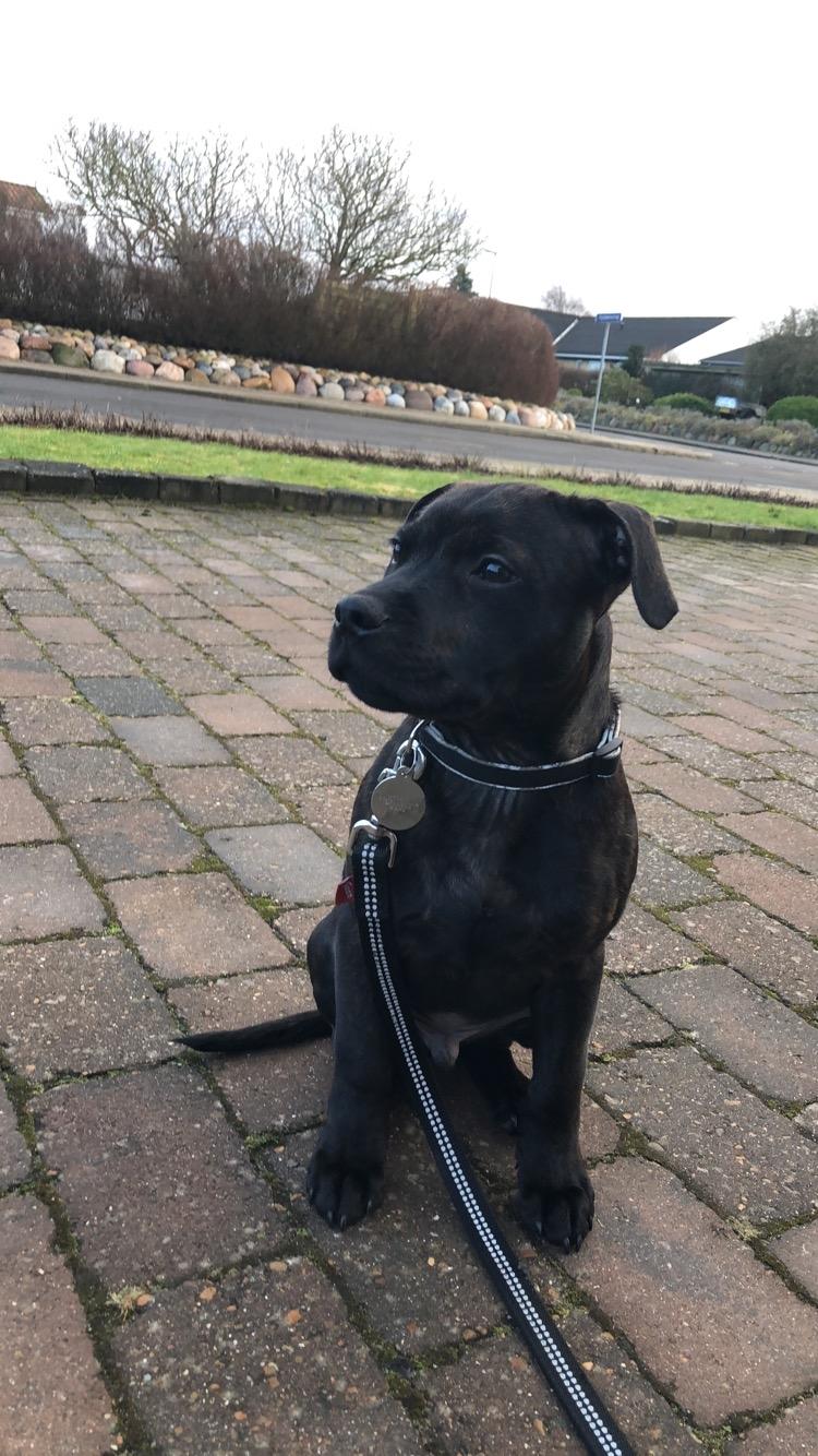 Staffordshire bull terrier Alpha R.I.P billede 1