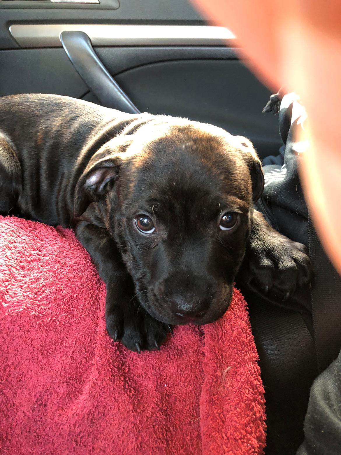 Staffordshire bull terrier Alpha R.I.P billede 2