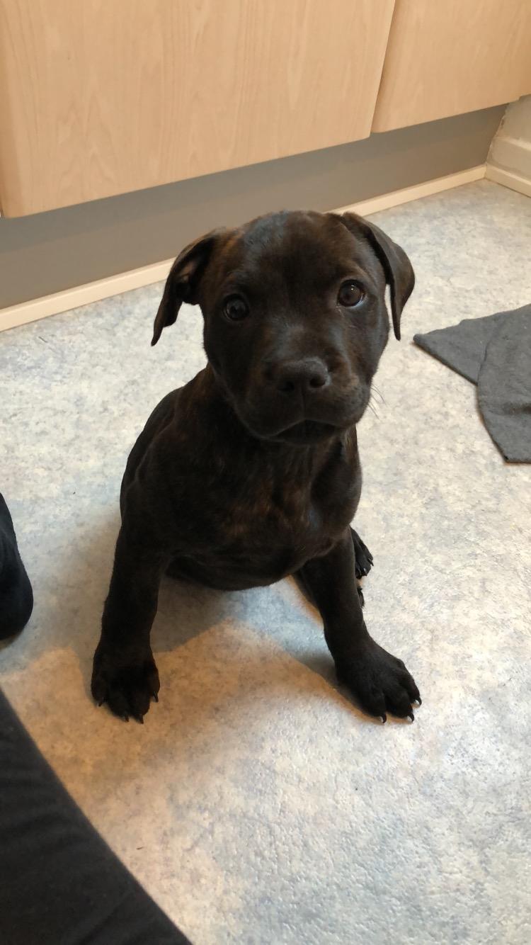 Staffordshire bull terrier Alpha R.I.P billede 3