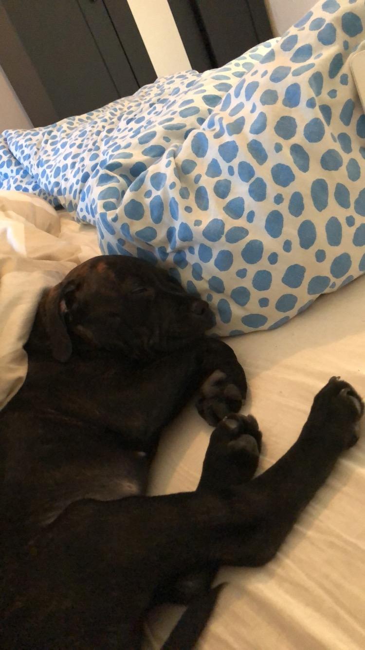 Staffordshire bull terrier Alpha R.I.P billede 4