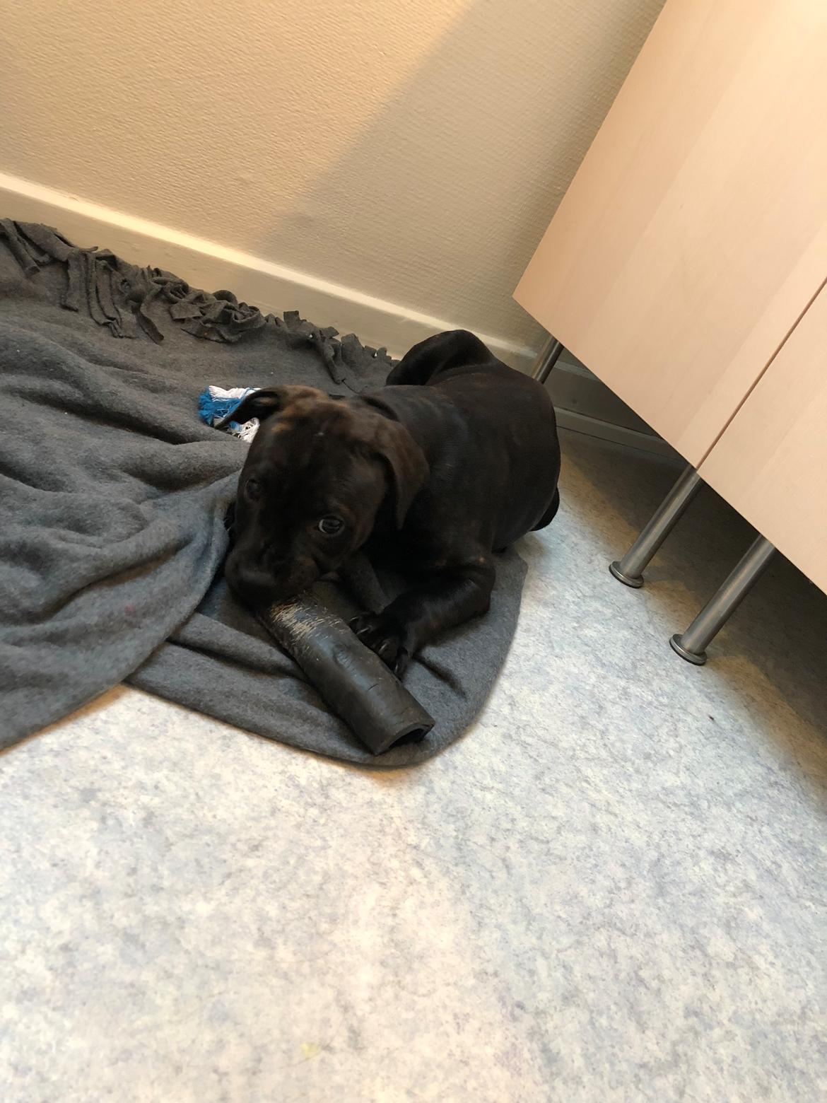 Staffordshire bull terrier Alpha R.I.P billede 5