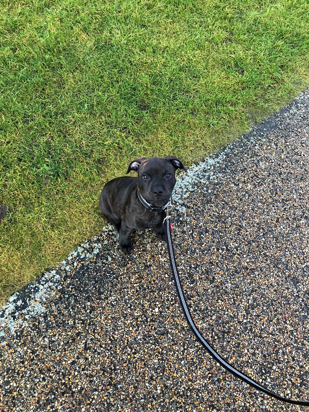 Staffordshire bull terrier Alpha R.I.P billede 6