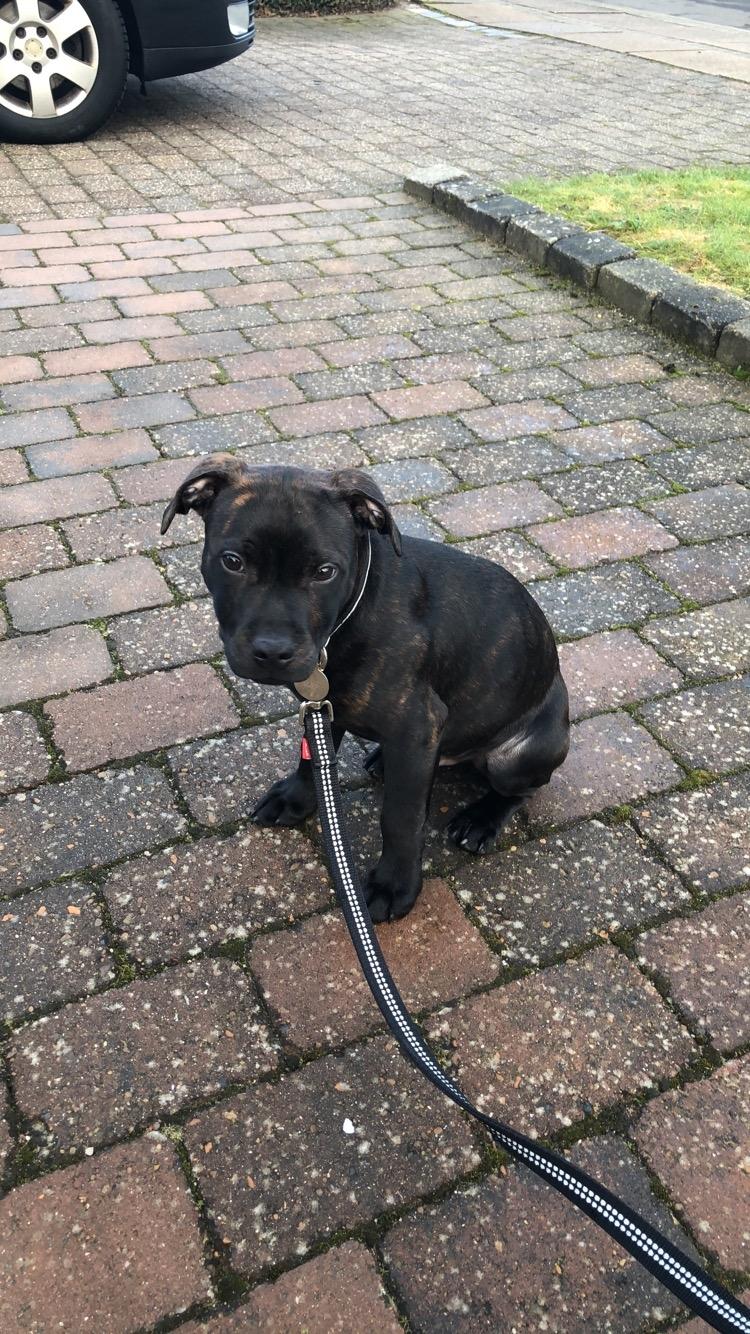 Staffordshire bull terrier Alpha R.I.P billede 10