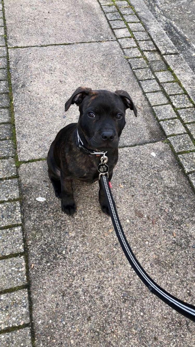 Staffordshire bull terrier Alpha R.I.P billede 7