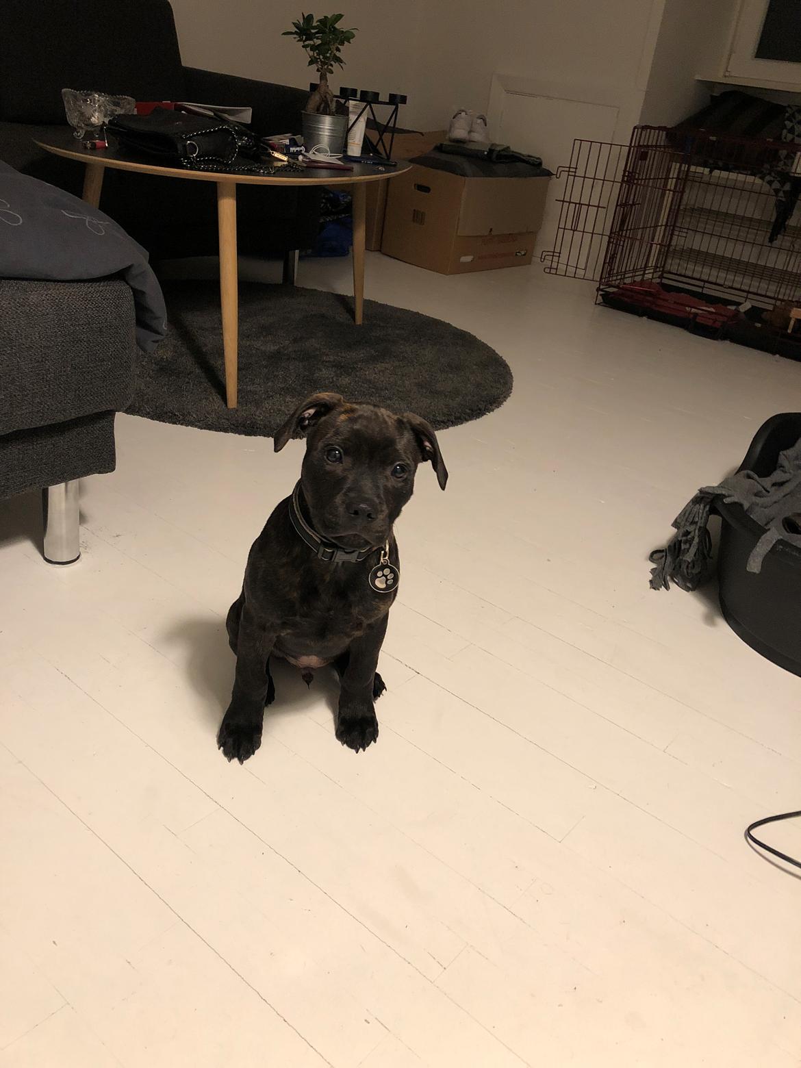 Staffordshire bull terrier Alpha R.I.P billede 8